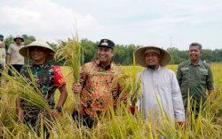 Gubernur Sulsel Bersama Bupati dan Warga Maros Panen Padi Mandiri Benih Mandiri 