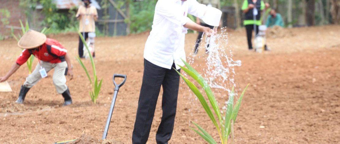 Presiden Jokowi pada Pencanangan Penanaman Kelapa Genjah di Desa Sanggang, Kecamatan Bulu, Sukorharjo, Kamis, 11 Agustus 2022.