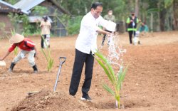 Di Solo Raya, Presiden Jokowi Lakukan Pencanangan Tanam Kelapa Genjah Satu Juta Batang Se Indonesia