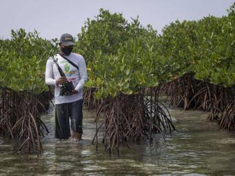 Hampir 50 Persen Kawasan Mangrove di Sulsel Rusak Parah