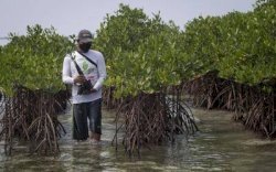 Hampir 50 Persen Kawasan Mangrove di Sulsel Rusak Parah