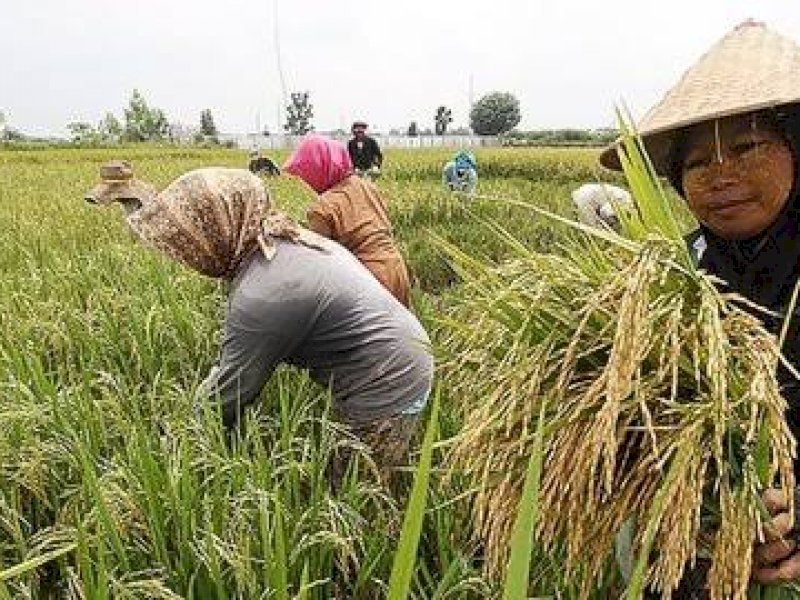 Tingkatkan Surplus Beras, Kementan Deraskan Penggunaan Biosaka Terhadap OPT dan Pertumbuhan Padi