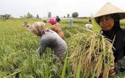 Tingkatkan Surplus Beras, Kementan Deraskan Penggunaan Biosaka Terhadap OPT dan Pertumbuhan Padi