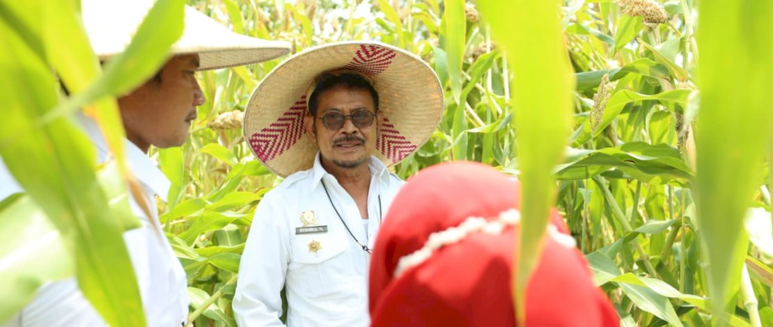 Menteri Pertanian Syahrul Yasin Limpo bersama Bupati Lamongan, Yuhronur Efendi, melakukan panen sorgum di Kecamatan Sugio, Kabupaten Lamongan, Jawa Timur, Senin, 22 Agustus 2022.