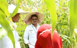 Mentan SYL Panen Sorgum di Kabupaten Lamongan