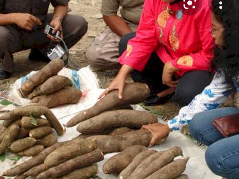 Kementan Dorong Pengembangan Singkong  di Tanah Papua Sebagai Alternatif Lumbung Pangan lokal