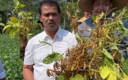 Kementan Bangkitkan Kedelai Nasional Melalui Kepastian Harga dan Pasar