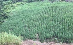 Legaslisasi Ganja Medis dan Pontesi PAD Ekspor Ganja Di Aceh 