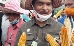 Kementan Genjot Produksi Jagung untuk Bahan Pangan