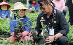 Dongkrak Ekspor, Mentan SYL Pacu Pengembangan Bibit Kopi Unggul