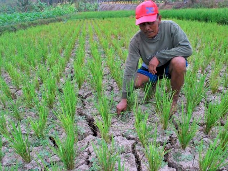 Pertahankan Swasembada, Kementan Tingkatkan Budidaya Padi di Lahan Tadah Hujan dan Kering