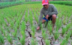 Pertahankan Swasembada, Kementan Tingkatkan Budidaya Padi di Lahan Tadah Hujan dan Kering