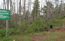 Anggota DPRD Sulsel Jadi Tersangka Pembangunan Vila di Kawasan Hutan Lindung