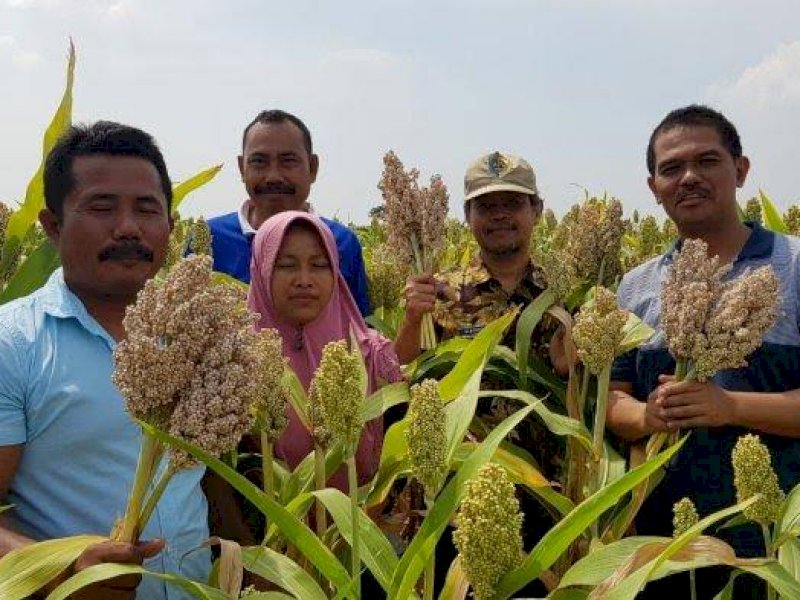 Kementan Gencarkan Pengembangan Hulu - Hilir Sorgum
