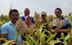 Kementan Gencarkan Pengembangan Hulu - Hilir Sorgum