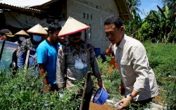 Menteri Pertanian Panen Perdana Cabai Hasil Integrated Farming Petani Milenial Lampung