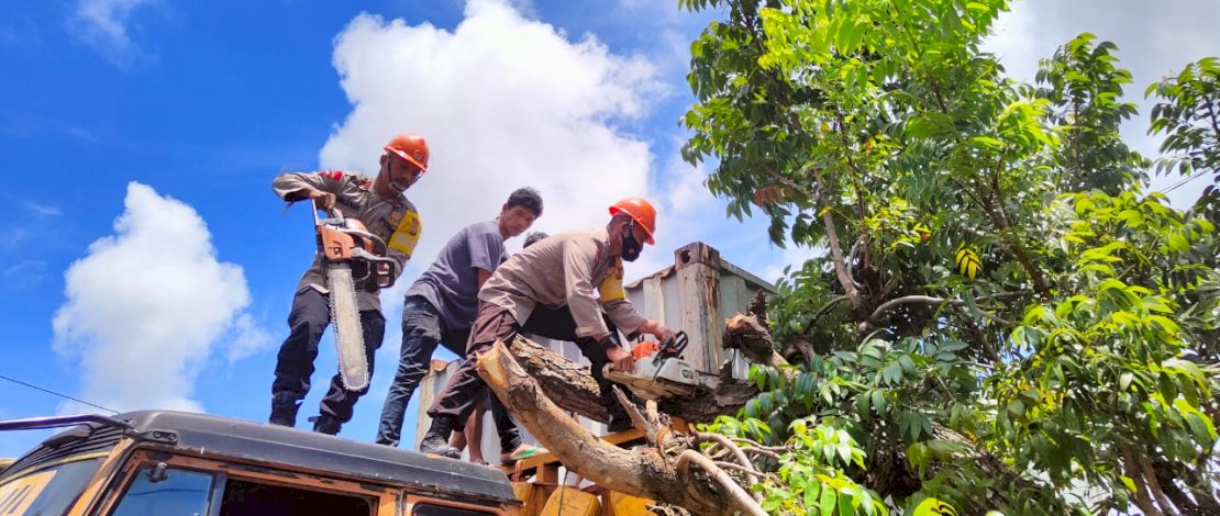 Begini Aksi Cepat Tim SAR Brimob Bone Evakuasi Truk Kontainer Tertimpa Pohon Tumbang