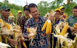 Tingkatkan Produksi Jagung, Kementan Gencarkan Penggunaan Varietas Yang Dilepas