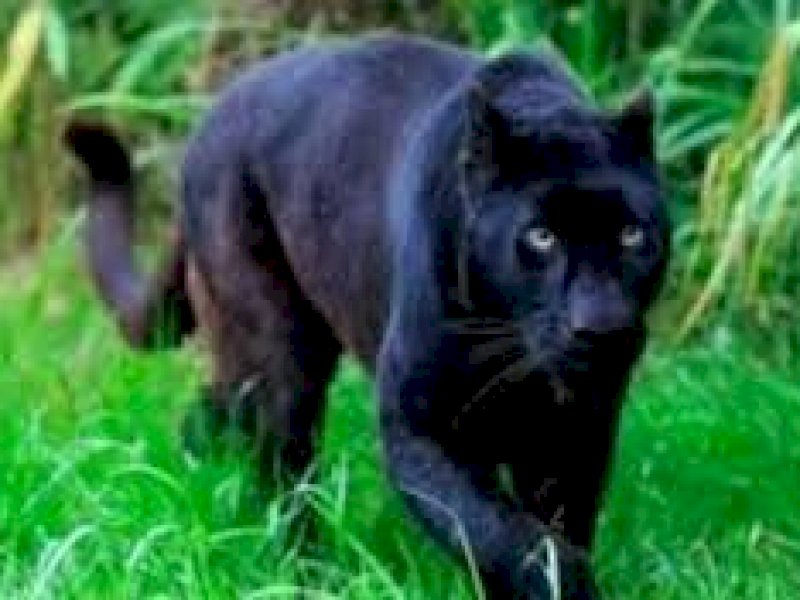 Bringasnya Macan Kumbang, Terkam Tiga Manusia Sekaligus di Sumedang