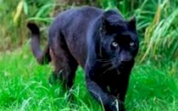 Bringasnya Macan Kumbang, Terkam Tiga Manusia Sekaligus di Sumedang