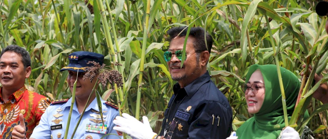 Menteri Pertanian Syahrul Yasin Limpo melakukan panen Sorgum di Desa Carangrejo Kecamatan Kesamben, Jombang, Jawa Timur, Kamis, 15 September 2022.