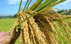 Bantuan Mandiri Benih Gubernur Sulsel Tingkatkan Hasil Pertanian di Sidrap