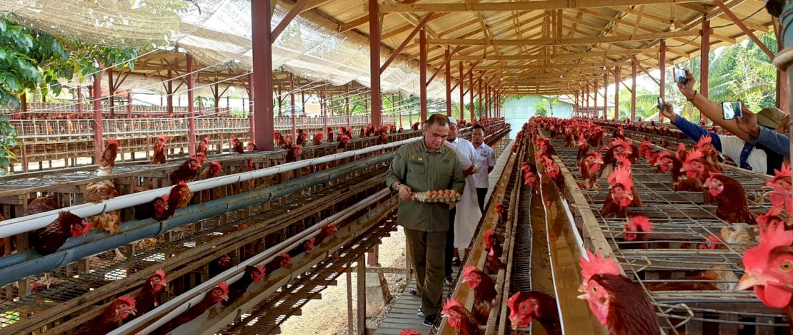 Direktur Jenderal Peternakan dan Kesehatan Hewan, Nasrullah, saat melakukan kunjungan kerja ke salah satu peternakan ayam ras petelur di Sulsel, yaitu PT Cahaya Mario di Kabupaten Sidrap, Jumat, 16 September 2022.