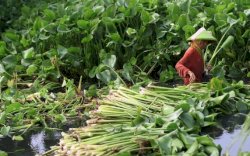 Perkuat Pertanian Berkelanjutan, Kementan Gencarkan Penggunaan Bahan Organik