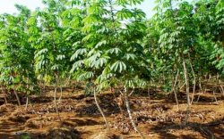 Gairah Pangan Lokal Substitusi Impor, Kementan Genjot Produksi Singkong