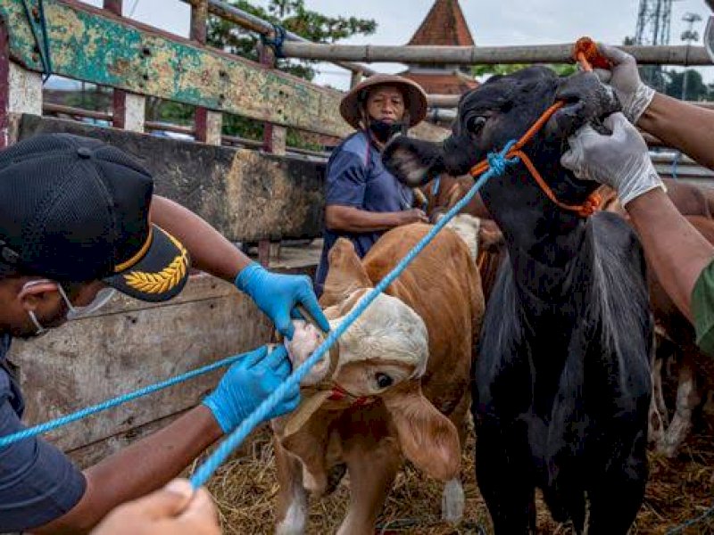 Kompensasi Pemotongan Bersyarat Sapi Terjangkit PMK Rp 10 Juta Per Ekor