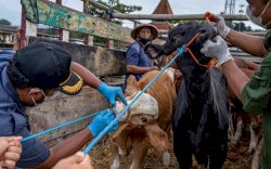 Kompensasi Pemotongan Bersyarat Sapi Terjangkit PMK Rp 10 Juta Per Ekor