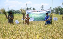Hebat! Masyarakat Desa Kariango Bisa Manfaatkan Lahan Tidur dan Nikmati Panen Perdana