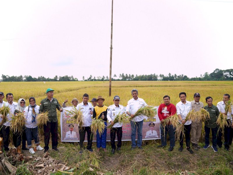 Gunakan Benih Padi Bantuan Gubernur, Petani di Sidrap Akui Produksi Padi Meningkat
