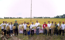 Gunakan Benih Padi Bantuan Gubernur, Petani di Sidrap Akui Produksi Padi Meningkat
