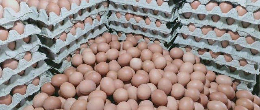 Dinsos Makassar Bantah Kenaikan Telur Karena Penyaluran Bansos