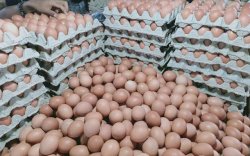 Dinsos Makassar Bantah Kenaikan Telur Karena Penyaluran Bansos