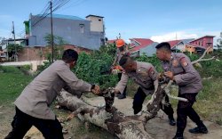 Bahayakan Warga, Brimob Bone Tebang Pohon Lapuk Di Jalan Wahidin