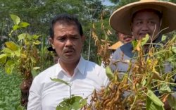 Punya Program Bangkit Kedelai, Kementan Boomingkan Kedelai Lokal Jawa Barat