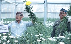 Mentan SYL Panen dan Cek Persiapan Ekspor Bunga Krisan ke Jepang