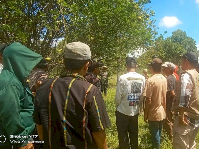 Pemkab Lutra - Unanda Kembalikan Kejayaan Jeruk Malangke Lewat Program Revegetasi KuOR