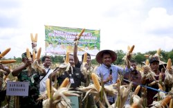 Pakai Biosaka, Panen Jagung di Sragen Capai 10,75 Ton Per Hektar