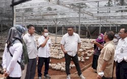 Wujudkan Merdeka Kelapa, Kementan Bangun Nursery Modern di Batang 