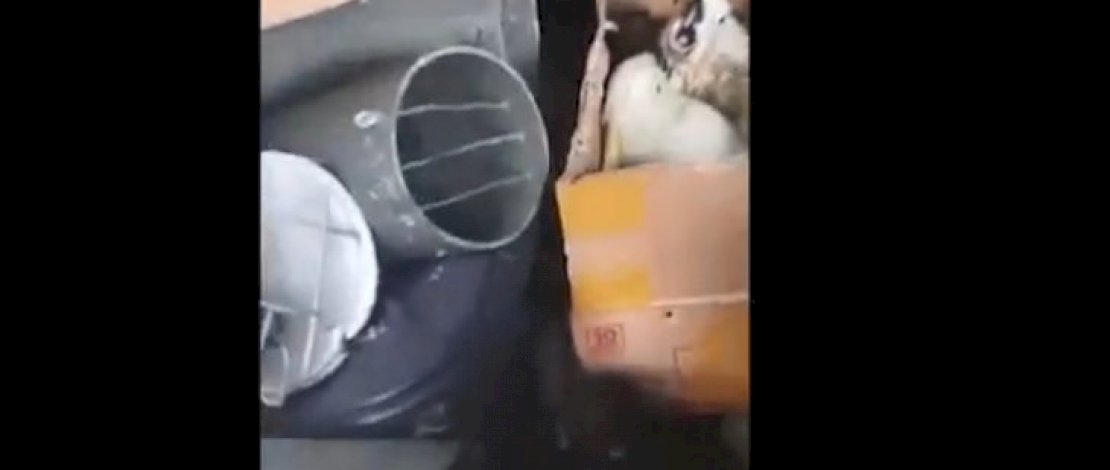 Petugas Gabungan Amankan Penyelundupan Satwa Dilindungi di Pelabuhan Seokarno Hatta Makassar