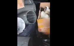 Petugas Gabungan Amankan Penyelundupan Satwa Dilindungi di Pelabuhan Seokarno Hatta Makassar