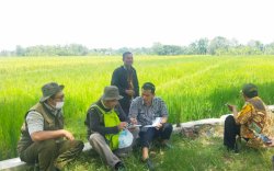 Terjunkan Tim, Kementan: Serangan Kerdil Rumput ke Padi di Sragen Hanya 0,66 Hektar