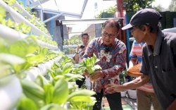 Sambangi Longwis Haderslave, Danny Pomanto Panen Tomat dan Pakcoy