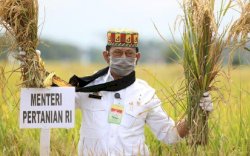 Tahun 2022, Produksi Padi Diperkirakan Meningkat 1,25 Juta Ton