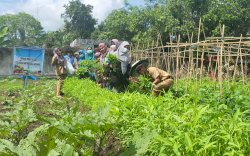 Taman Wisata Gizi Kecamatan Pattalassang Panen Perdana 