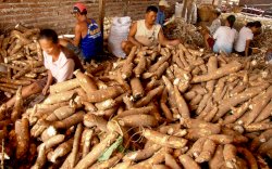 Perkuat Ketahanan Pangan, Kementan Dorong Maluku Utara Kembangkan Singkong