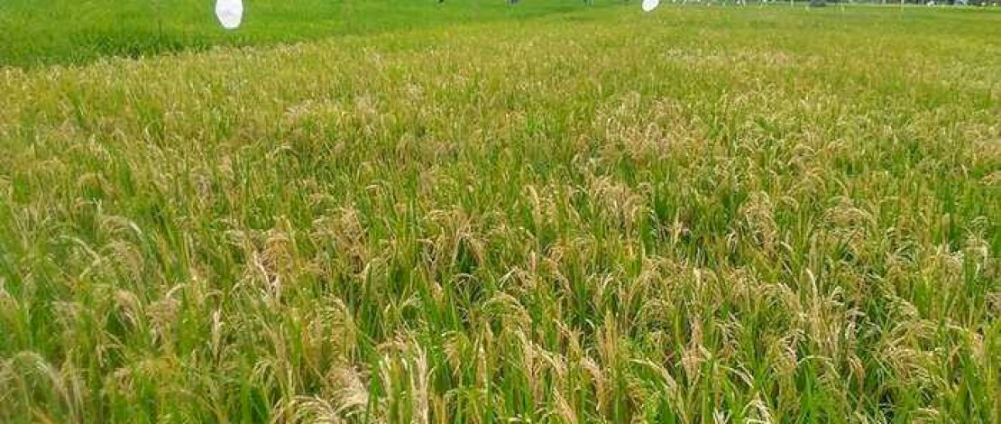 Terbitkan Perpres Tentang Cadangan Pangan, Pemerintah Bakal Kuasai 11 Bahan Pokok, Ini Dampaknya! 